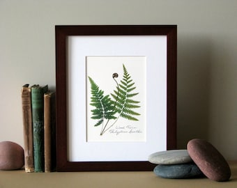 Pressed fern print, 8" x 10" matted, Wood fern, green woodland ferns, fiddlehead fern, botanical art no. 021