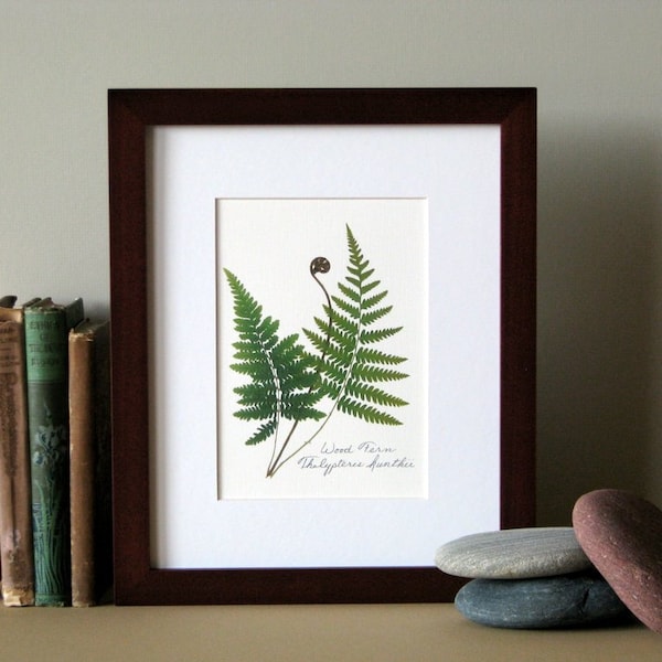 Pressed fern print, 8" x 10" matted, Wood fern, green woodland ferns, fiddlehead fern, botanical art no. 021