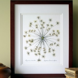 Pressed flower print, 11x14 double matted, Queen Anne's Lace wildflower single bloom, wall decor no. 0013