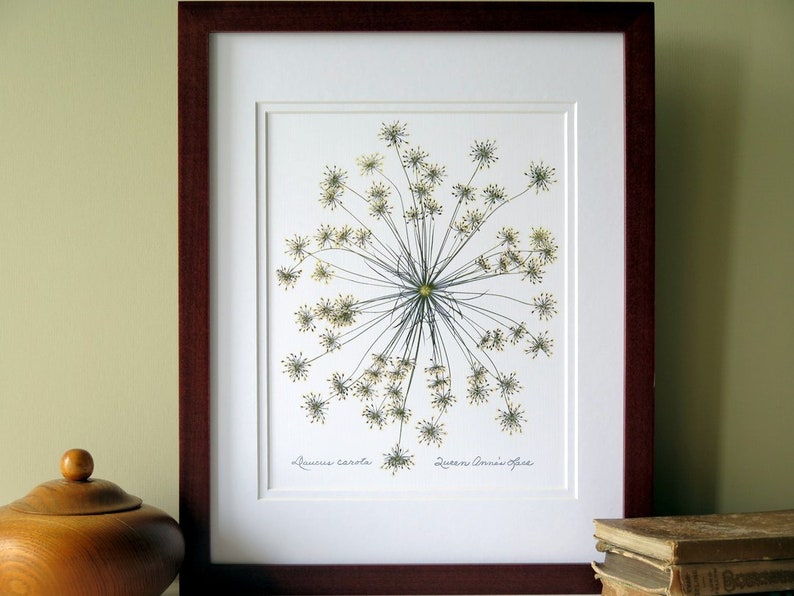 Pressed flower print, 11x14 double matted, Queen Anne's Lace wildflower single bloom, wall decor no. 0013 image 1