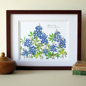 Pressed flower art print, 11x14 double matted, Texas Bluebonnets, Texas wildflowers, gift idea for a Texan, botanical wall art no. 0109 image 5