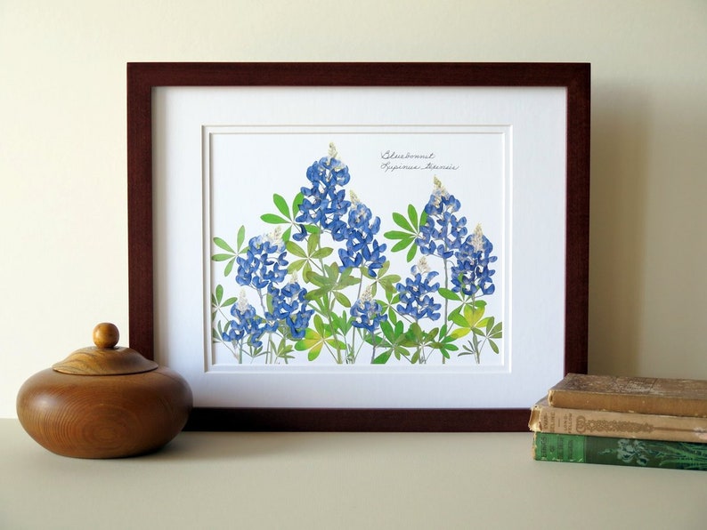 Pressed flower art print, 11x14 double matted, Texas Bluebonnets, Texas wildflowers, gift idea for a Texan, botanical wall art no. 0109 image 5