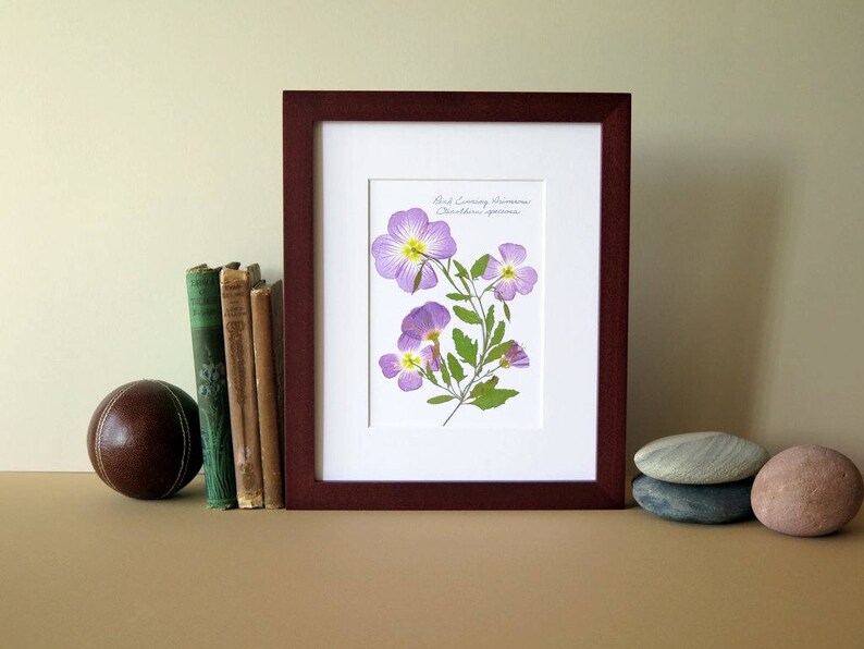 Pressed Flower Print 8 X 10 Matted Evening Etsy