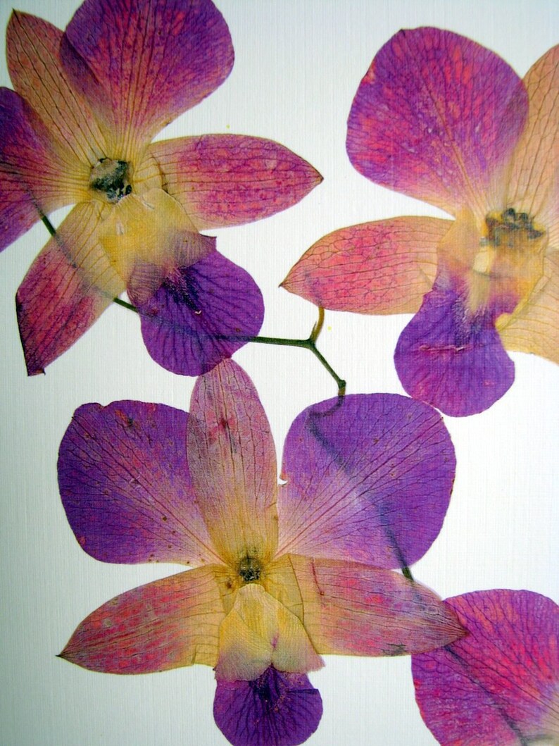 Pressed Flower Print 11x14 Double Matted Moon Orchids Etsy