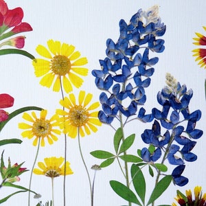 Pressed flower art print, 11x14 double matted, Texas wildflowers, Bluebonnet flowers and more, botanical wall art, gift for Texan, no. 0067 image 6