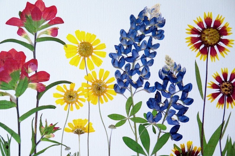 Pressed flower art print, 11x14 double matted, Texas wildflowers, Bluebonnet flowers and more, botanical wall art, gift for Texan, no. 0067 image 6