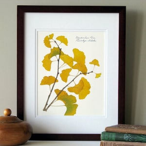 Pressed leaf print, 11x14 double matted, pressed Ginkgo leaves, tree branch, Ginkgo tree, wall art no. 0085 image 1
