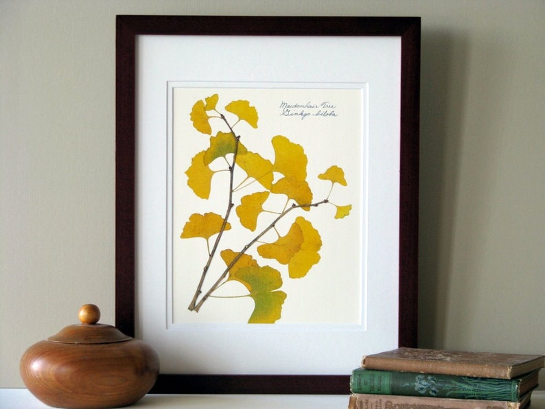Pressed leaf print, 11x14 double matted, pressed Ginkgo leaves, tree branch, Ginkgo tree, wall art no. 0085 image 1