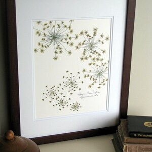 Pressed flower print, 11x14 double matted, Queen Anne's Lace wildflowers botanical, wall decor no. 0014 image 5