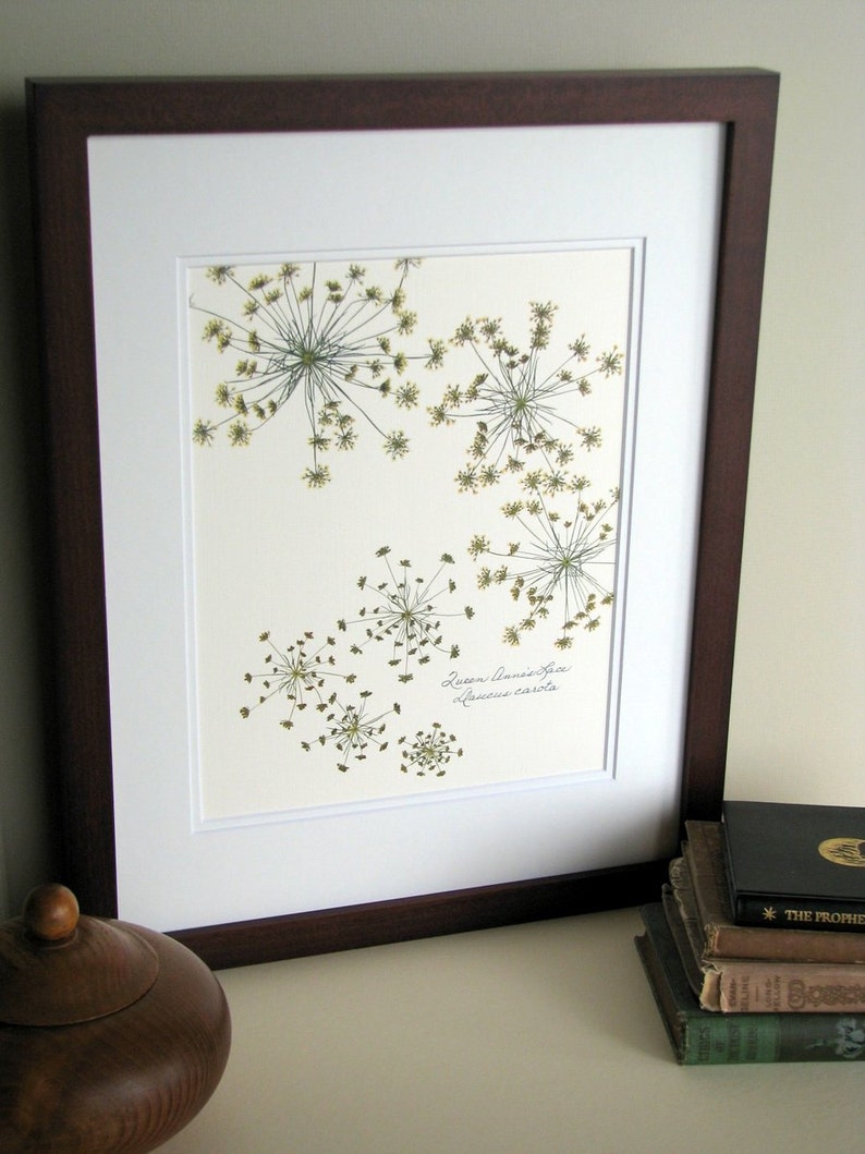 Pressed flower print, 11x14 double matted, Queen Anne's Lace wildflowers botanical, wall decor no. 0014 image 5