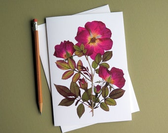 Knock Out Rose card, pressed red rose image, pressed rose flower art, floral, home and garden rose card botanical greeting card, no.1207