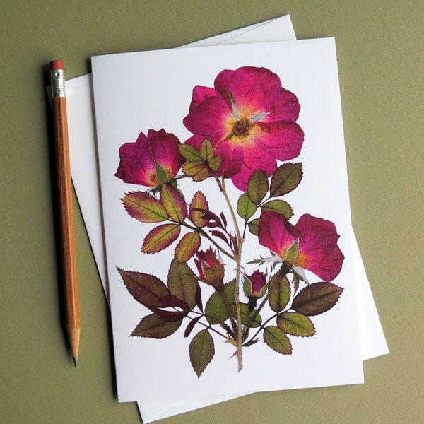 Knock Out Rose card, pressed red rose image, pressed rose flower art, floral, home and garden rose card botanical greeting card, no.1207