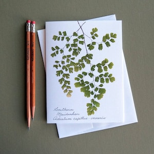 Southern Maidenhair fern card, pressed fern card, green ferns, Etsy botanical card, card for a gardener, nature greeting card no.1180