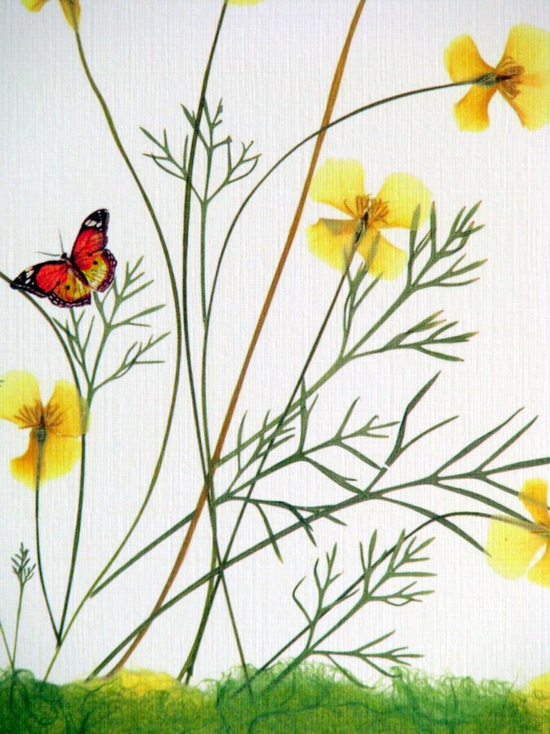 California Poppy flowers with tiny butterflies, yellow and green, botanical card, pressed flowers, pressed poppies, greeting card, no.1157 image 3