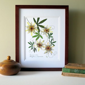 Pressed flower print, 11x14 double matted, Passion flower and Passion vine, wall decor no. 0024 image 4