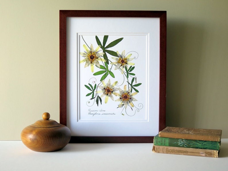 Pressed flower print, 11x14 double matted, Passion flower and Passion vine, wall decor no. 0024 image 4