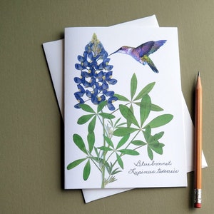Bluebonnet wildflower with hummingbird, Texas bluebonnet, gift for a Texan, botanical greeting card, no.1152 image 1