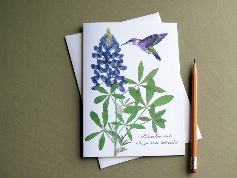 Bluebonnet wildflower with hummingbird, Texas bluebonnet, gift for a Texan, botanical greeting card, no.1152 image 1