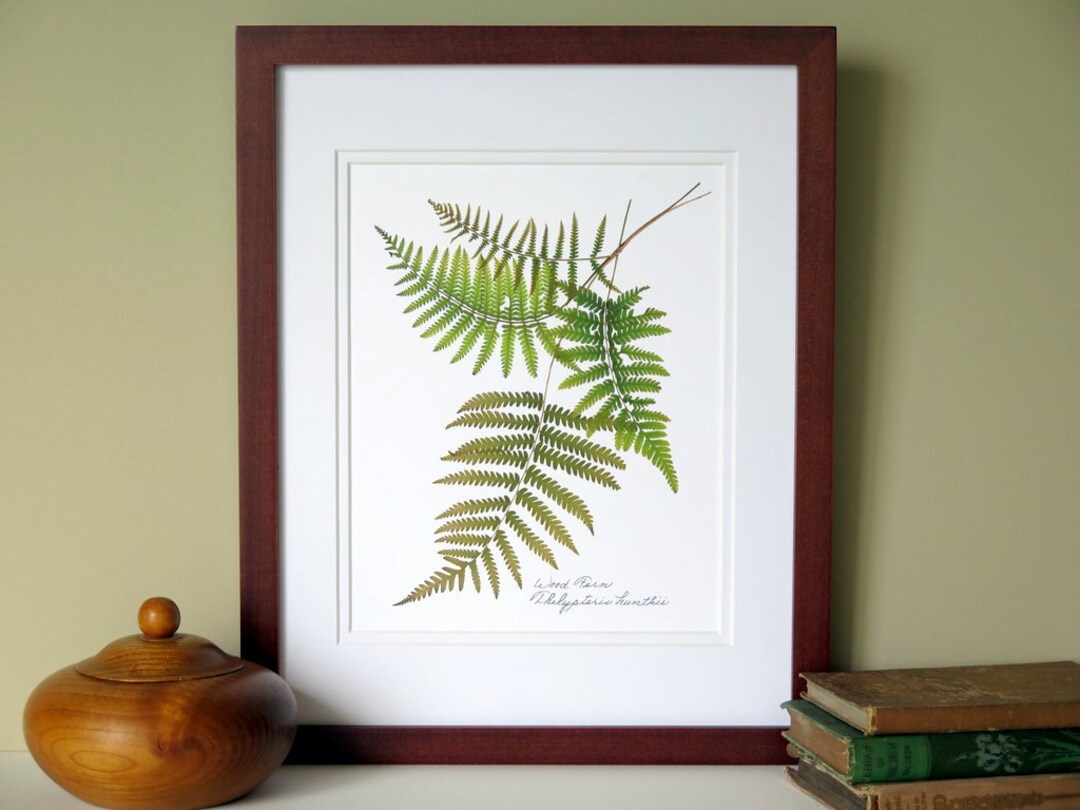 Pressed Fern Print, 11x14 Double Matted, Wood Ferns, Botanical Ferns, Herbarium Specimen, Wall