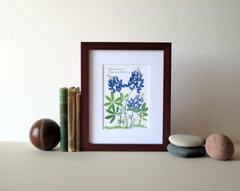 Pressed flower print, 8" x 10" matted, Texas Bluebonnets, Bluebonnet wildflowers, home and garden, botanical art, no. 002