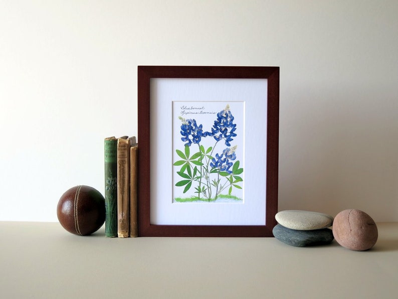 Pressed flower print, 8 x 10 matted, Texas Bluebonnets, Bluebonnet wildflowers, home and garden, botanical art, no. 002 image 1
