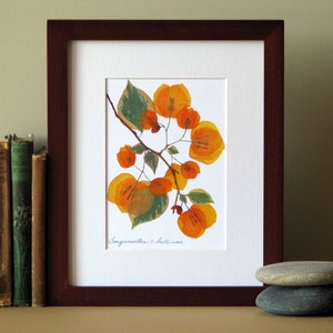 Pressed flower art, 8 x 10 matted, Bougainvillea blooms, flat flower designs, Apricot, botanical wall hanging art no. 066 image 3