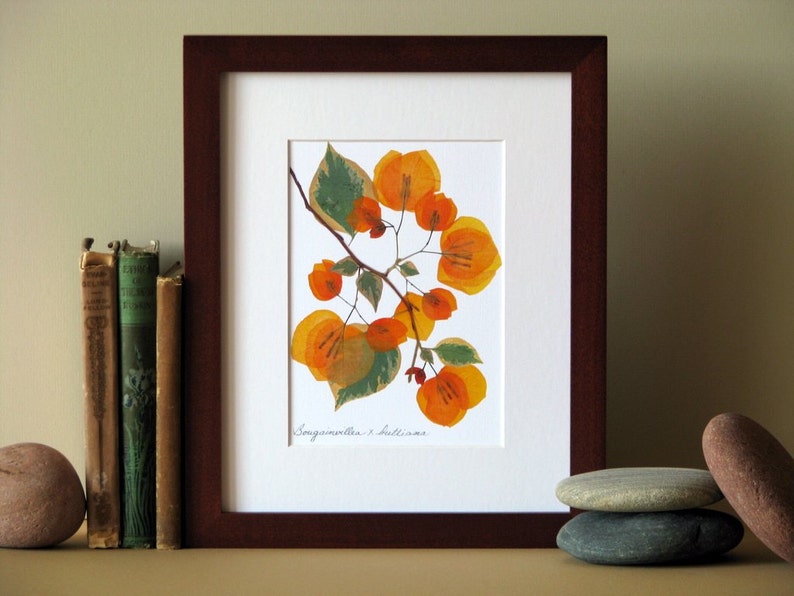 Pressed flower art, 8 x 10 matted, Bougainvillea blooms, flat flower designs, Apricot, botanical wall hanging art no. 066 image 3