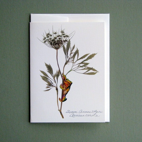 Queen Anne's Lace bloom, pressed wildflowers, funny frog card, cards with frogs, floral greeting card, botanical greeting card, no.1022