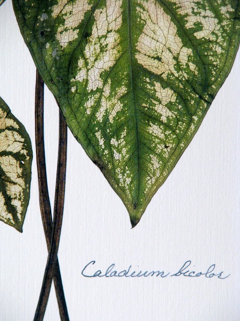 Pressed leaf print, 11x14 double matted, Caladiums, pressed Caladium leaves, wall decor no. 0083 image 3