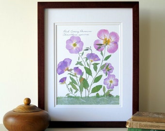 Pressed flower print, 11x14 double matted, Pink Evening Primrose botanical wildflowers, Texas wildflowers, wall decor no. 0065