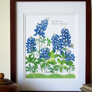 Pressed flowers print, 11x14 double matted, Texas Bluebonnets, Texas wildflowers, Texan gift, botanical art print, wall decor no. 0030 image 9