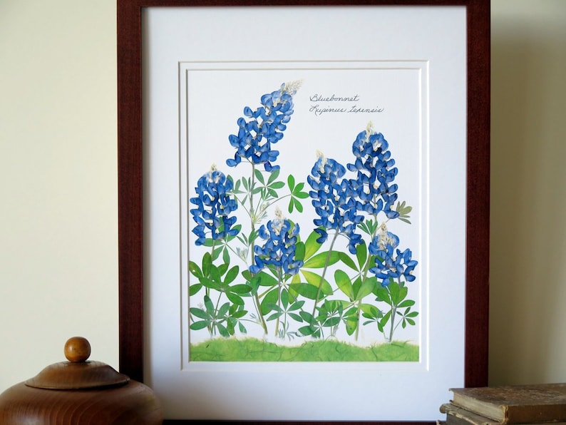 Pressed flowers print, 11x14 double matted, Texas Bluebonnets, Texas wildflowers, Texan gift, botanical art print, wall decor no. 0030 image 9