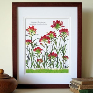 Pressed flower print, 11x14 double matted, Indian Paintbrush wildflowers, bright red flowers, botanical art print, wall decor no. 0063