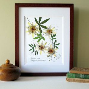 Pressed flower print, 11x14 double matted, Passion flower and Passion vine, wall decor no. 0024 image 3