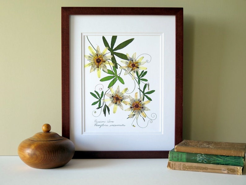 Pressed flower print, 11x14 double matted, Passion flower and Passion vine, wall decor no. 0024 image 3