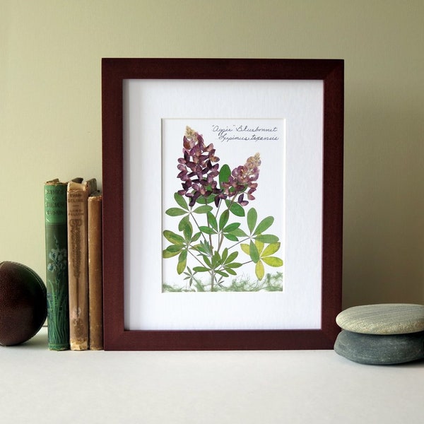 Pressed flower art print, 8" x 10" matted art, Aggie Maroon Bluebonnet, Texas A&M , Alamo Fire, graduation gift, botanical wall art, no. 041