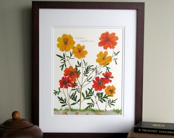 Pressed flowers print, 11x14 double matted, Cosmos flowers, bright orange and gold, floral art print, botanical wall decor no. 0048