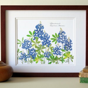 Pressed flower art print, 11x14 double matted, Texas Bluebonnets, Texas wildflowers, gift idea for a Texan, botanical wall art no. 0109 image 6