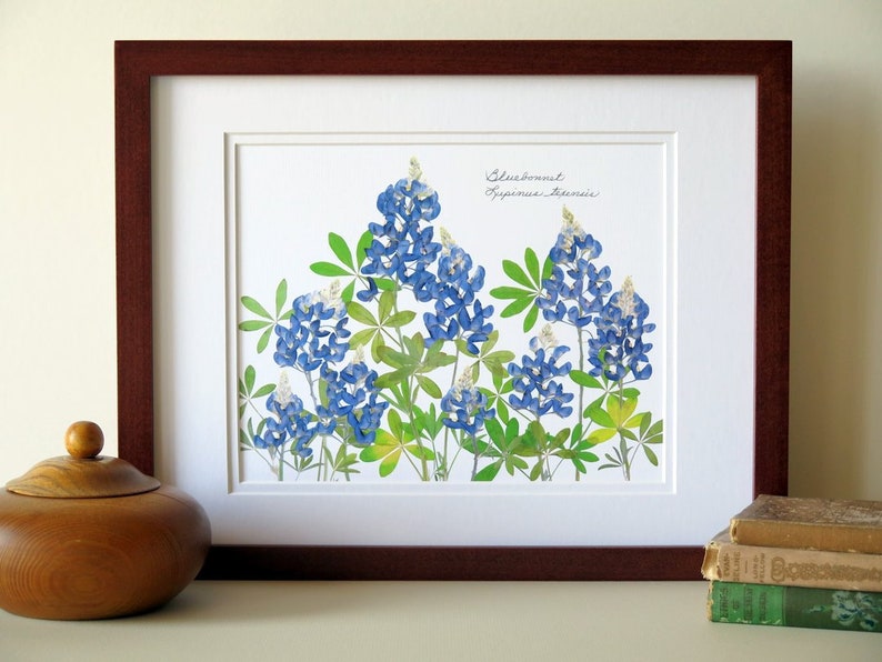 Pressed flower art print, 11x14 double matted, Texas Bluebonnets, Texas wildflowers, gift idea for a Texan, botanical wall art no. 0109 image 6