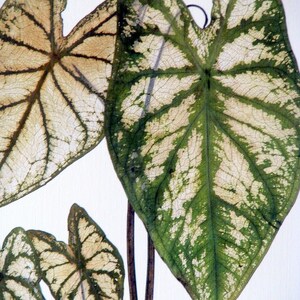 Pressed leaf print, 11x14 double matted, Caladiums, pressed Caladium leaves, wall decor no. 0083 image 2