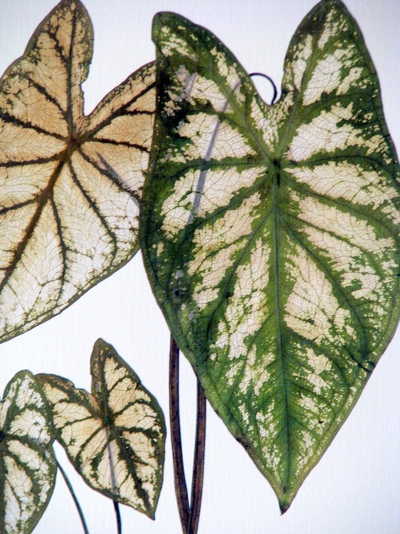 Pressed leaf print, 11x14 double matted, Caladiums, pressed Caladium leaves, wall decor no. 0083 image 2