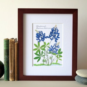 Pressed flower print, 8 x 10 matted, Texas Bluebonnets, Bluebonnet wildflowers, home and garden, botanical art, no. 002 image 5