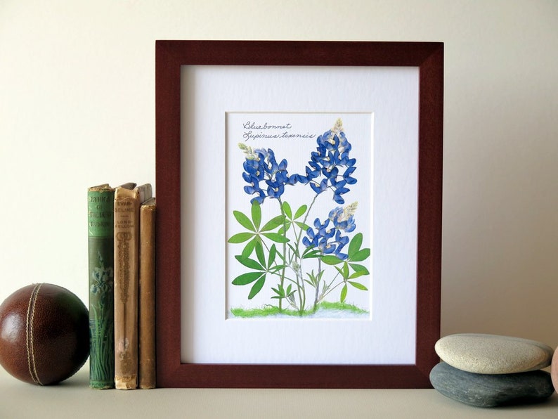 Pressed flower print, 8 x 10 matted, Texas Bluebonnets, Bluebonnet wildflowers, home and garden, botanical art, no. 002 image 5