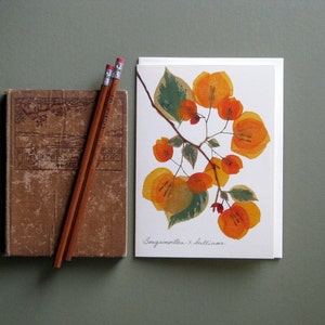 Apricot Bougainvillea pressed flower art greeting card, Bougainvillea with green leaves image, no.1188