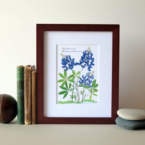 Pressed flower print, 8 x 10 matted, Texas Bluebonnets, Bluebonnet wildflowers, home and garden, botanical art, no. 002 image 2