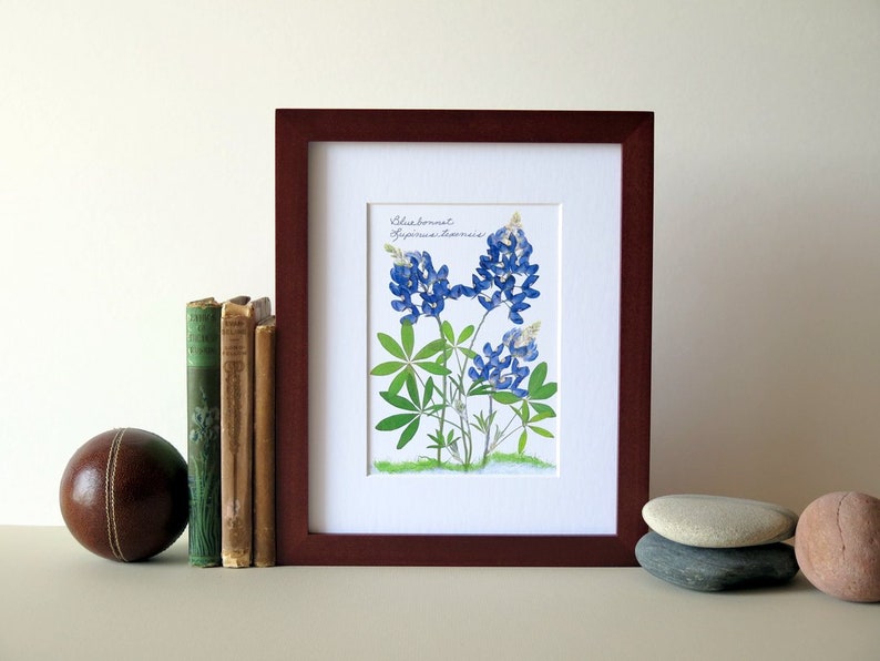 Pressed flower print, 8 x 10 matted, Texas Bluebonnets, Bluebonnet wildflowers, home and garden, botanical art, no. 002 image 2