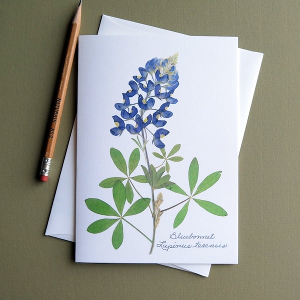 Texas Bluebonnet wildflower, Hill Country Bluebonnets, state flower of Texas, botanical card, pressed flower image, greeting card, no.1107