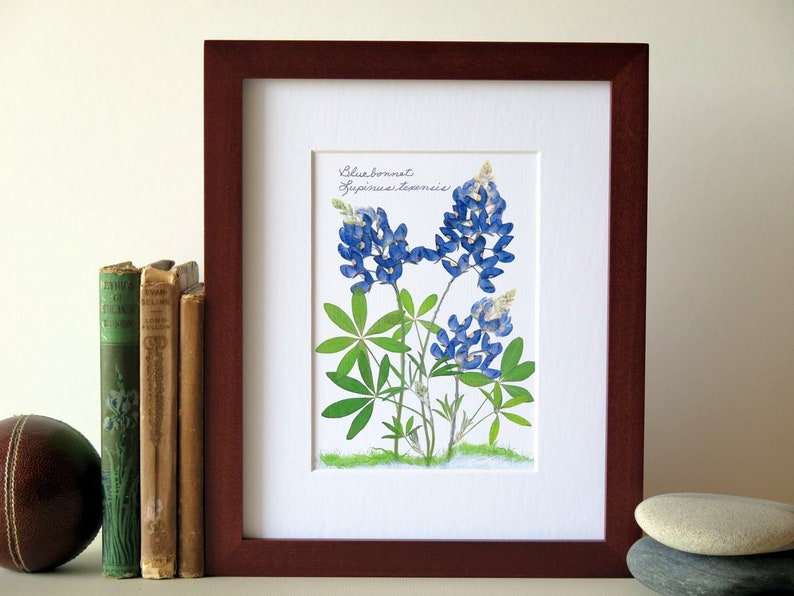 Pressed flower print, 8 x 10 matted, Texas Bluebonnets, Bluebonnet wildflowers, home and garden, botanical art, no. 002 image 6
