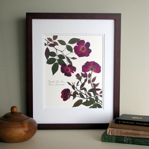 Pressed flowers print, 11x14 double matted, Knock Out Rose, deep red maroon rose, botanical garden, wall decor no. 0025