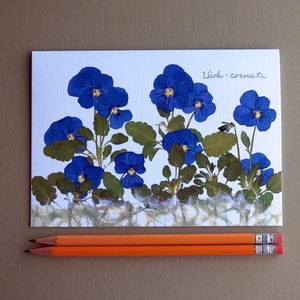 Viola flowers, pressed flower cards, garden violas, Viola botanical card, blue flowers, nature greeting card no.1109